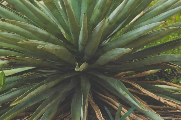 Maguey Bitki Güzel Yeşil Tropikal Bitki — Stok fotoğraf