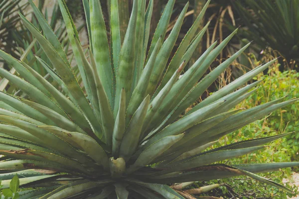 Maguey Bitki Güzel Yeşil Tropikal Bitki — Stok fotoğraf