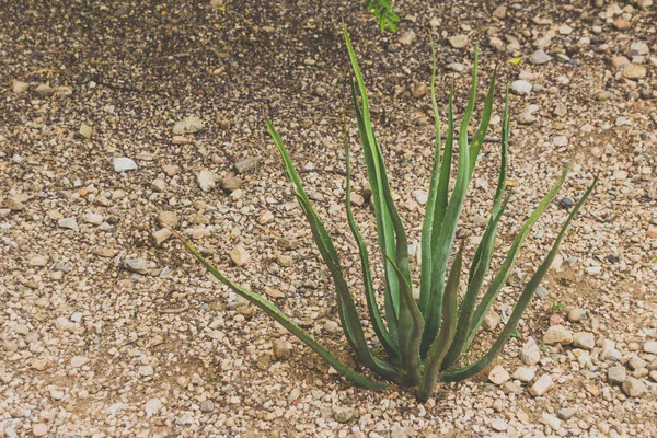 Maguey Φυτό Πανέμορφο Καταπράσινο Τροπικό Φυτό — Φωτογραφία Αρχείου