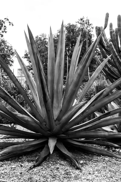 Maguey Planta Bela Planta Tropical Verde — Fotografia de Stock