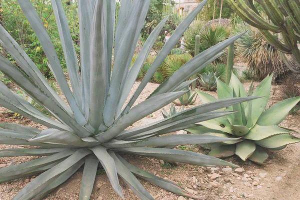 Planta Maguey Hermosa Planta Tropical Verde —  Fotos de Stock