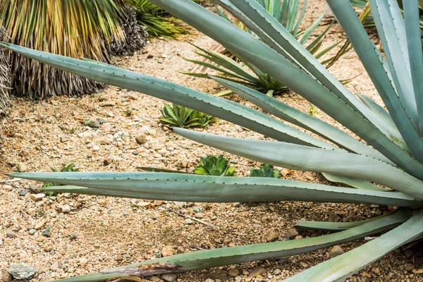 Maguey Φυτό Πανέμορφο Καταπράσινο Τροπικό Φυτό — Φωτογραφία Αρχείου