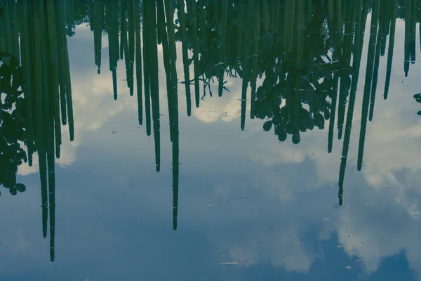 Foto Von Einem Kaktus Der Sich Auf Der Oberfläche Eines — Stockfoto
