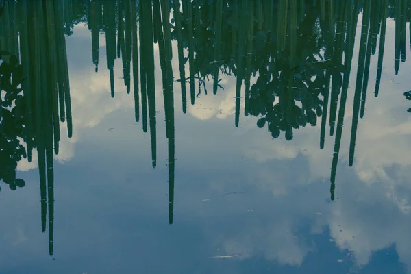 Fotografia Algum Cacto Refletindo Uma Superfície Lago — Fotografia de Stock