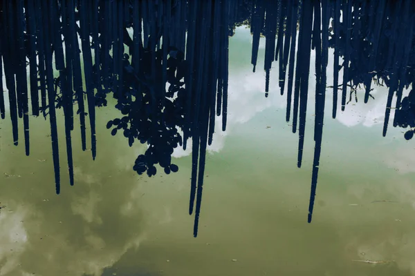 Фотографія Деяких Кактусів Відображають Поверхню Озера — стокове фото