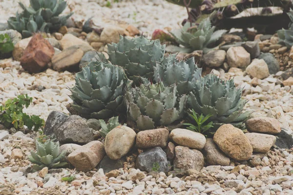 Λεπτομέρεια Φωτογραφία Του Χυμώδεις Cactaceae Στην Έρημο — Φωτογραφία Αρχείου