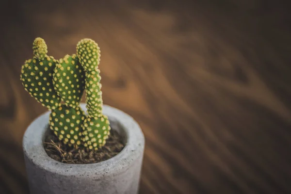 Photograph of a cactus plant in concrete pot