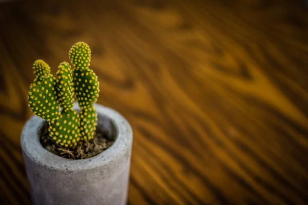 Photograph of a cactus plant in concrete pot