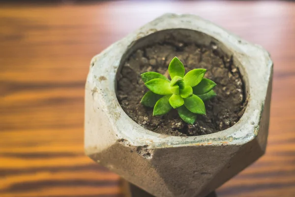 Photographie Une Plante Succulente Dans Pot Béton — Photo