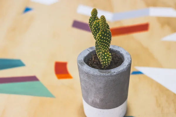 Foto Van Een Cactus Plant Betonnen Pot — Stockfoto