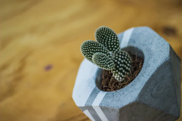 Fotografia Uma Planta Cacto Vaso Concreto — Fotografia de Stock