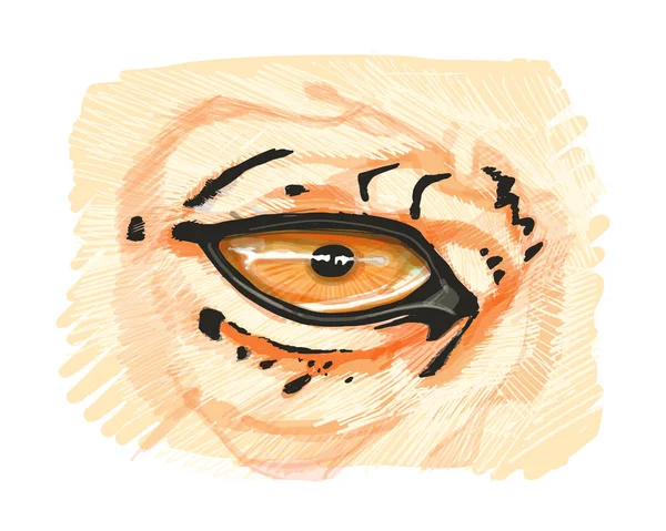 Leopard Eye vektor handritad illustration — Stock vektor