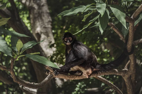 Spider monkey in the jungle — Stock Photo, Image