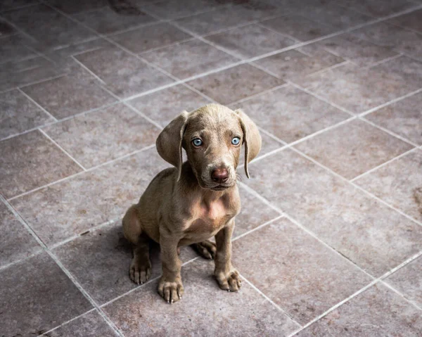 Foto Van Een Kleine Weimaraner Puppy Hond — Stockfoto