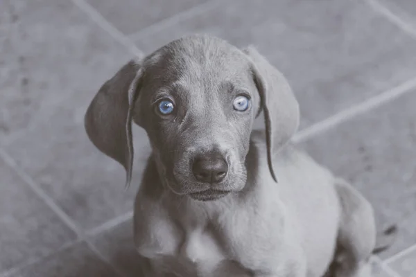 Foto Van Een Kleine Weimaraner Puppy Hond — Stockfoto