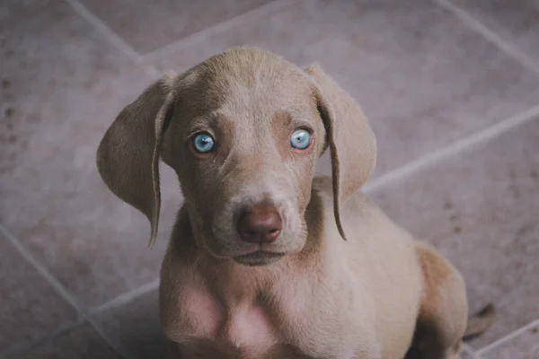 Foto Van Een Kleine Weimaraner Puppy Hond — Stockfoto
