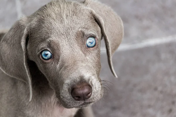 Foto Van Een Kleine Weimaraner Puppy Hond — Stockfoto