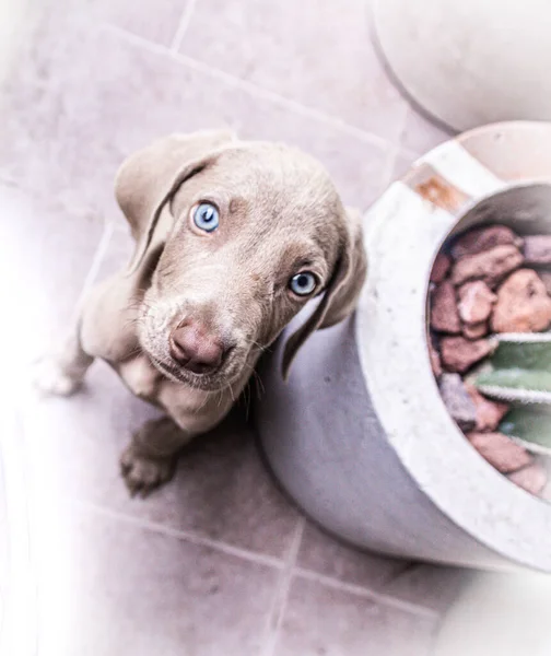 Foto Van Een Kleine Weimaraner Puppy Hond — Stockfoto