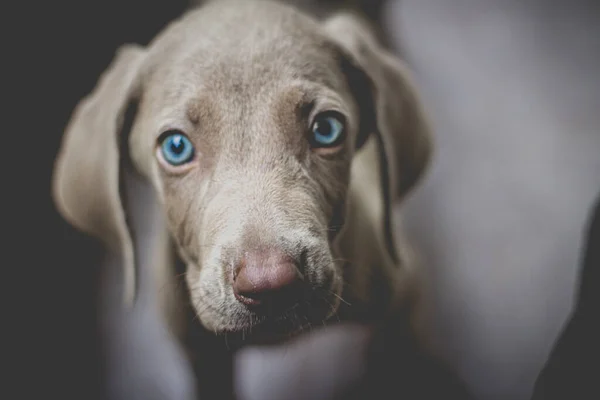 Foto Van Een Kleine Weimaraner Puppy Hond — Stockfoto