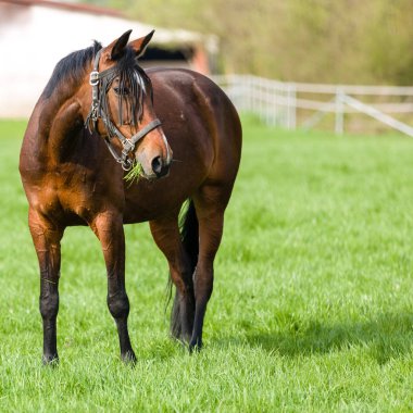 taze yeşil çayır ata