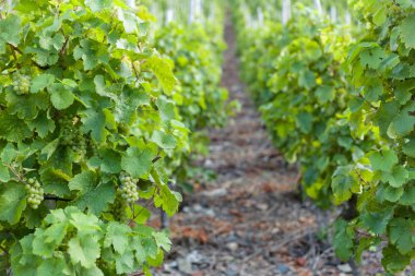 bağ yeşil asma üzüm ile