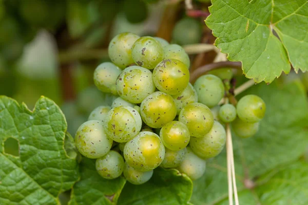 Green Vine Grape Vineyard — Stock Photo, Image