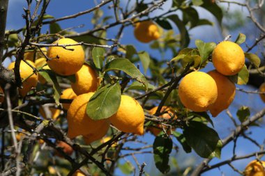 arka planda mavi gökyüzü ile bir limon ağacı üzerinde limon