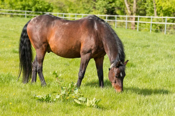 Koń Wypasowy Świeżej Zielonej Łące — Zdjęcie stockowe
