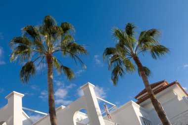 Beyaz holiday resort adlı bina önünde palmiye ağaçları