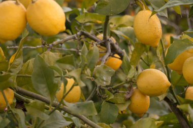 doğal limon bir limon ağacı büyüyen