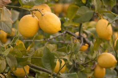 doğal limon bir limon ağacı büyüyen