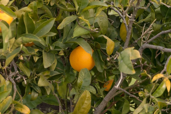 Přírodní Citrony Pěstování Citroníku — Stock fotografie
