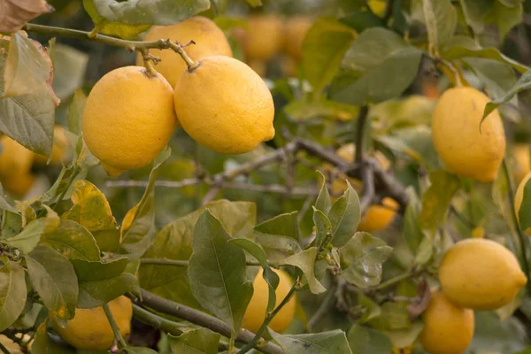 Limões Naturais Que Crescem Uma Árvore Limão — Fotografia de Stock