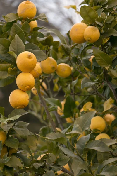 Přírodní Citrony Pěstování Citroníku — Stock fotografie