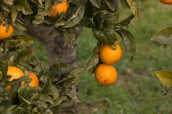 Naturliga Citroner Växer Citronträd — Stockfoto