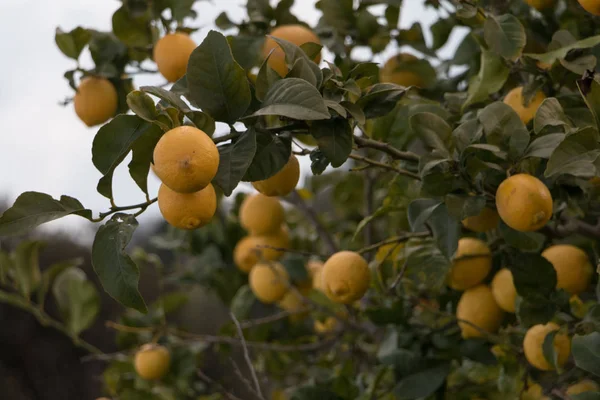 Přírodní Citrony Pěstování Citroníku — Stock fotografie