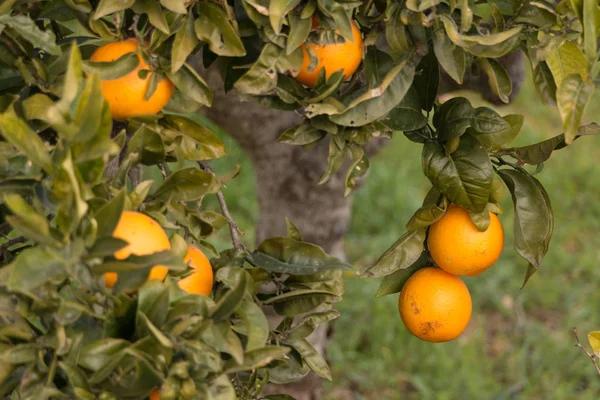 Natural Lemons Growing Lemon Tree — Stock Photo, Image