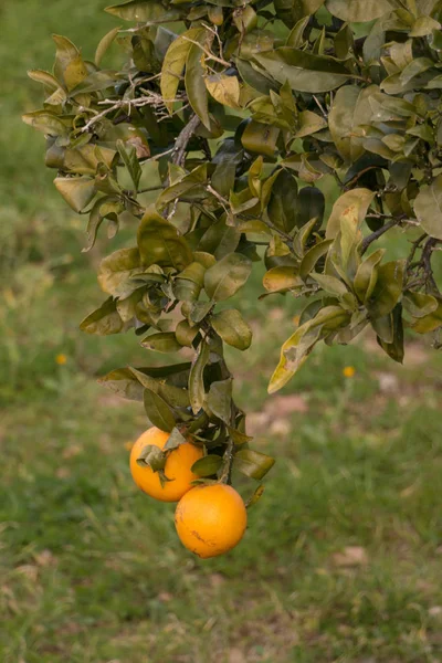 Přírodní Citrony Pěstování Citroníku — Stock fotografie