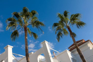 Beyaz tatil beldesinde bina önünde palmiye ağaçları