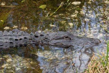 Everglades Ulusal Parkı'nda Amerikan Timsahı