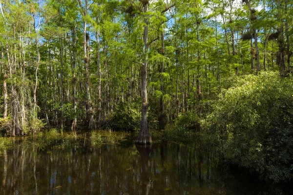 플로리다에 있는 에버글레이즈 국립공원의 강과 숲풍경 — 스톡 사진