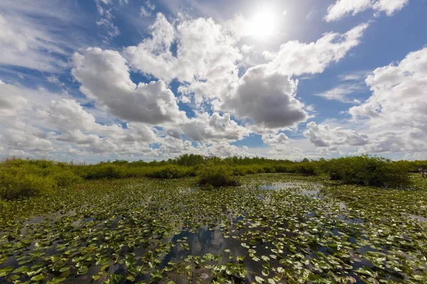 Vista panorámica en paisajes everglades — Foto de Stock