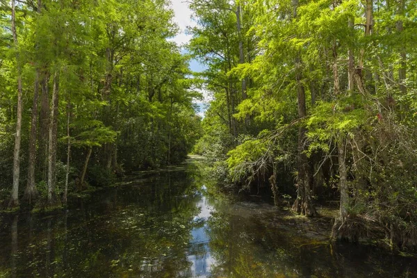 Rivier-en boslandschap in Everglades — Stockfoto