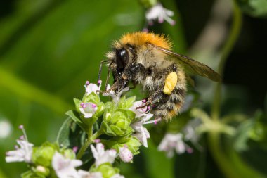 Uçan bir böcek bitkisel bir çiçekten nektar topluyor. 