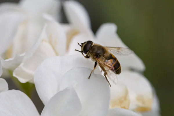 Insecto Volador Toma Descanso Una Flor — Foto de Stock