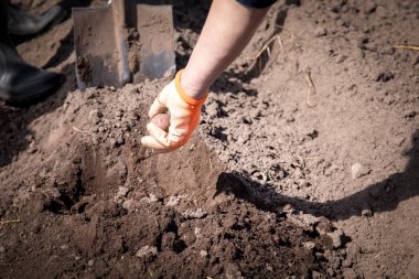 Bir sahada patates dikim