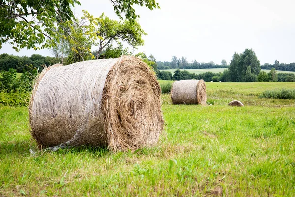 Round bales of hay in a field — Stock Photo, Image