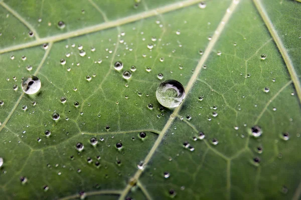 Foglia verde con gocce d'acqua per sfondo — Foto Stock