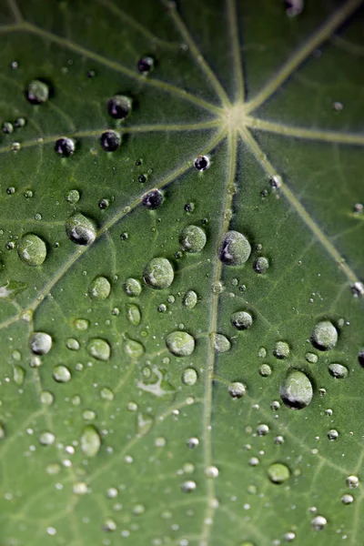 Foglia verde con gocce d'acqua per sfondo — Foto Stock