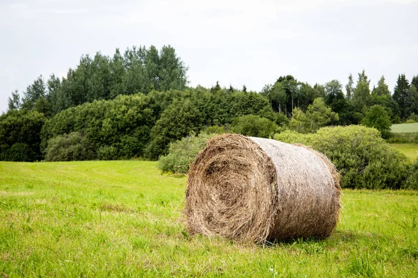 Round bales of hay in a field — Stock Photo, Image